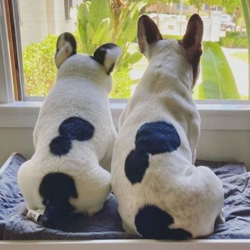 You Can Now Have A Plush Copy Of Your Pet