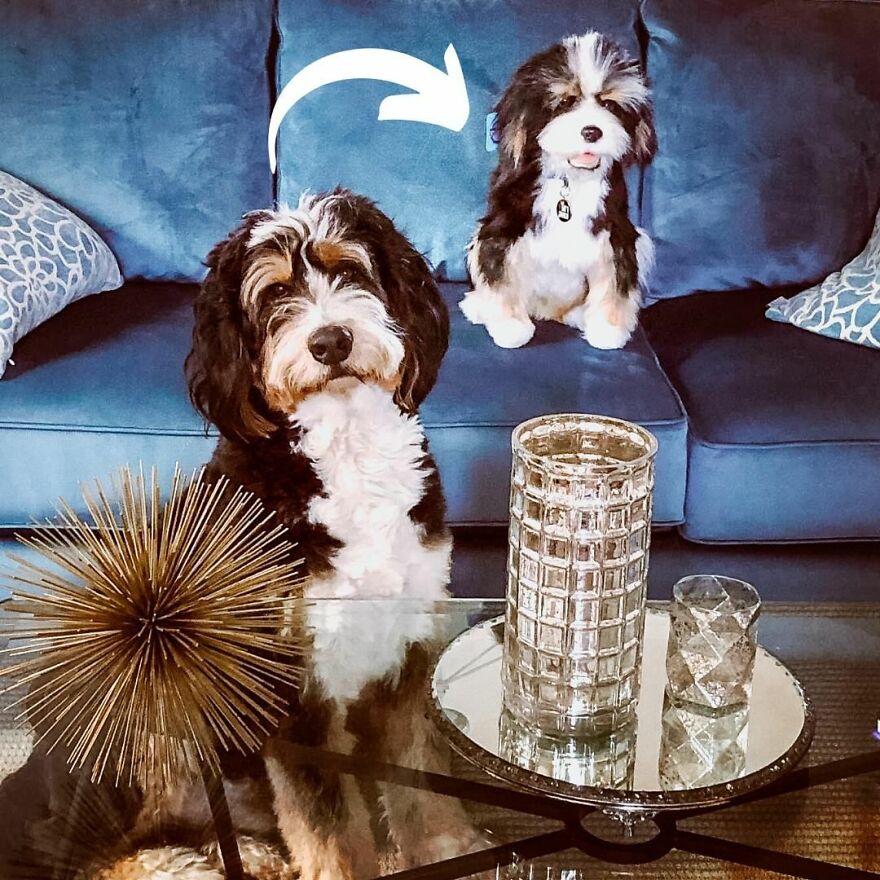 You Can Now Have A Plush Copy Of Your Pet