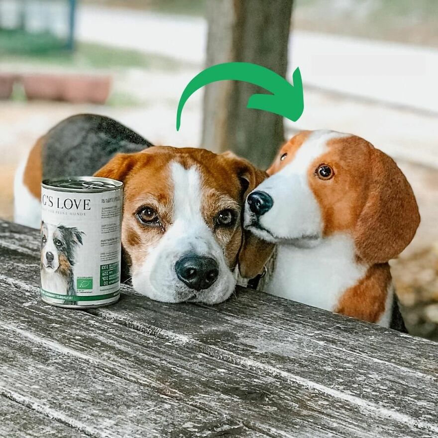 You Can Now Have A Plush Copy Of Your Pet