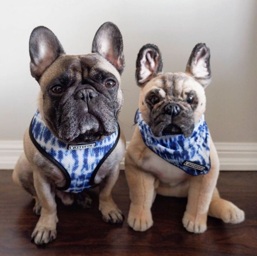 You Can Now Have A Plush Copy Of Your Pet