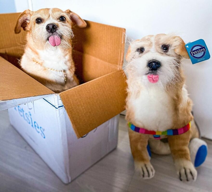 You Can Now Have A Plush Copy Of Your Pet