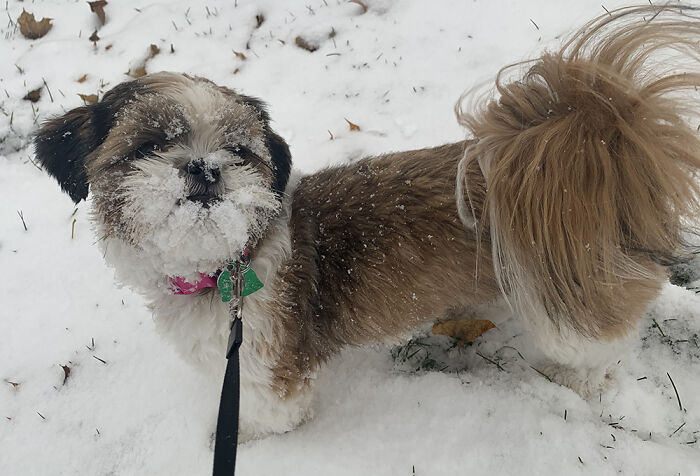 This Is Zero Experiencing Snow For The First Time. We Are Big Fans Of A Nightmare Before Christmas.