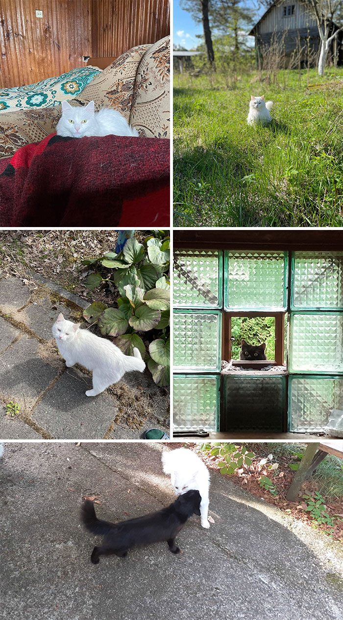 My Five Cats: Maha, The Mother, Pizh, Malishka, Cherniushka, And Chish (Fighting With Cherniushka)