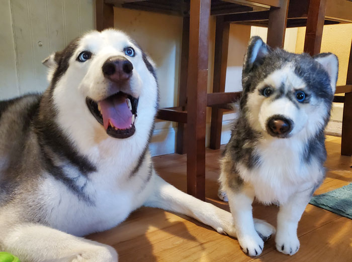 30 Pets And Their Stuffed Copies Made By This Company