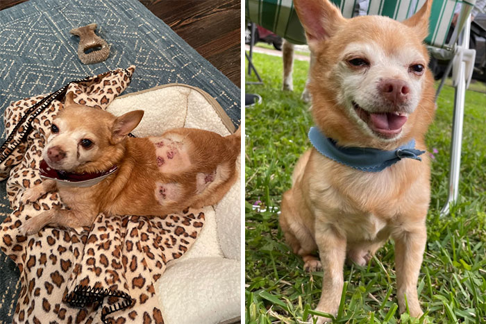 We Started Foster Jazz When His Owner Passed Away. He Came To Us As A Fat 11 Yr Old With Heartworms, Hypothyroidism, A Nasty Skin Infection, And Nails Growing Into His Paw Pads. Now He’s Our First Foster Fail And King Of The House