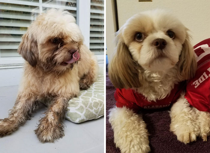 Someone Dropped Him Off In Our Neighborhood, He Chose Us As His New Family