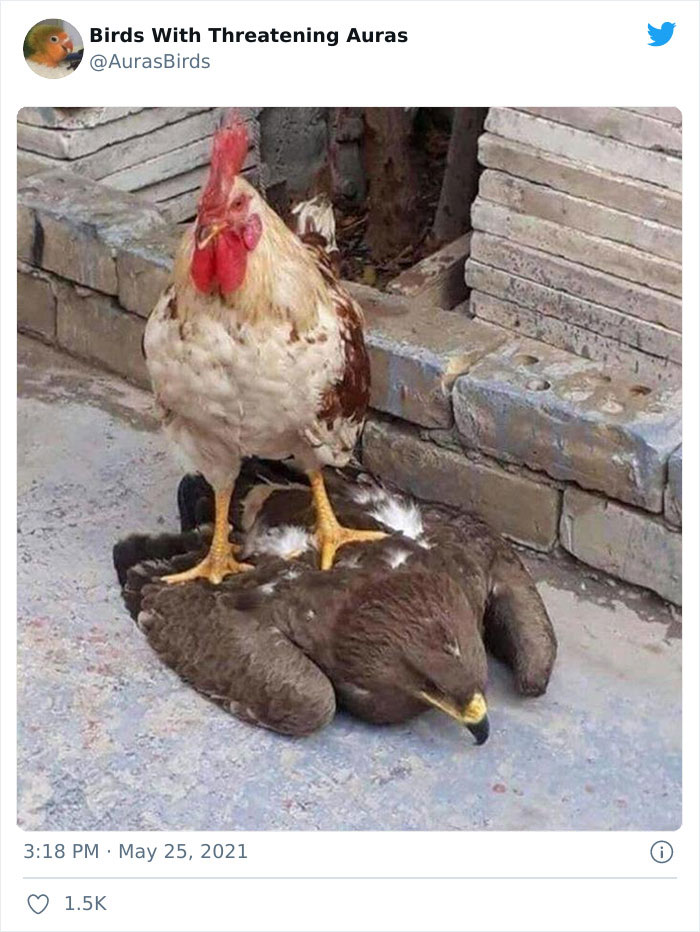 Birds-With-Threatening-Auras