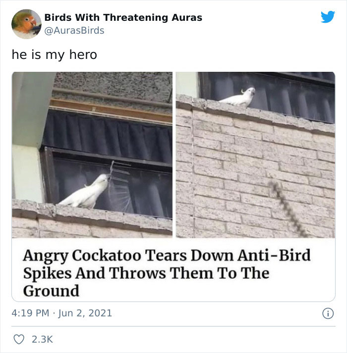 Birds-With-Threatening-Auras