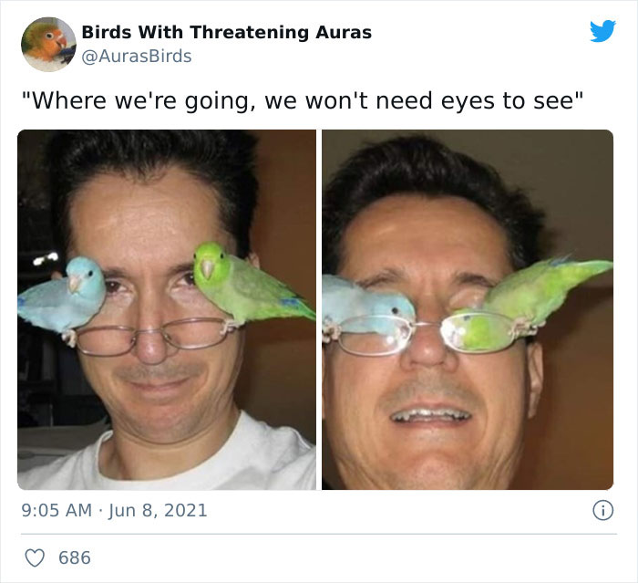 Birds-With-Threatening-Auras