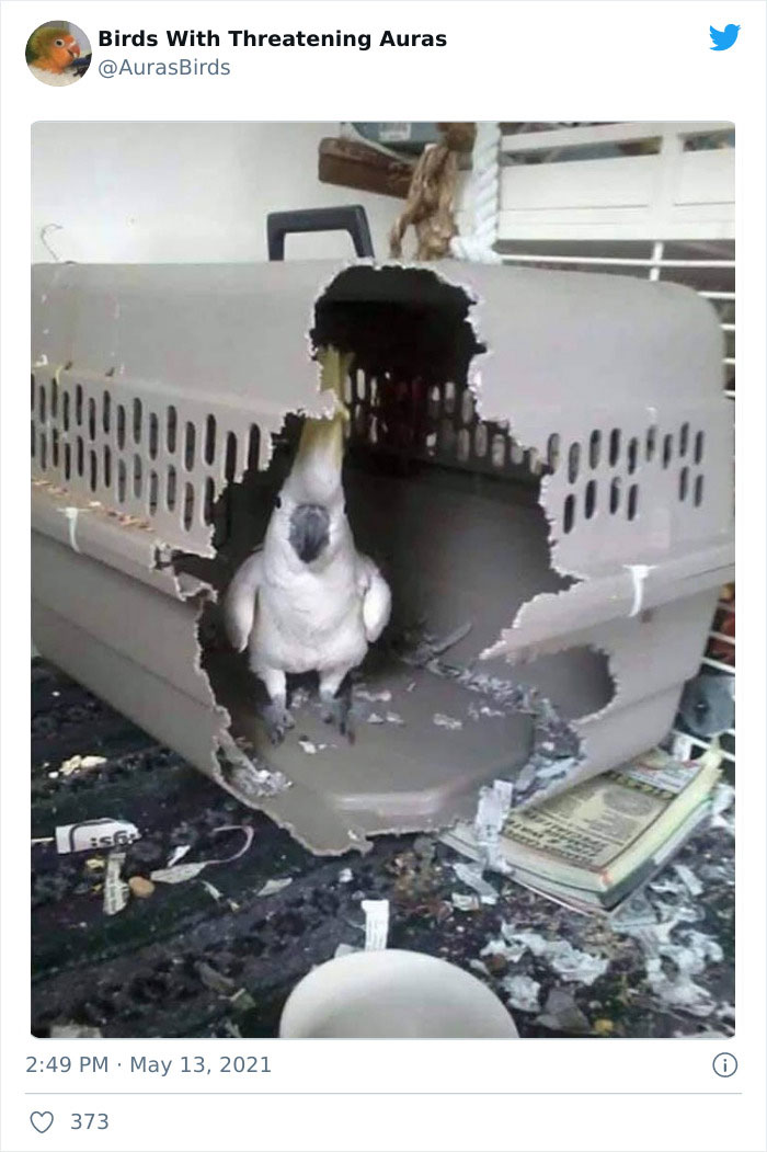 Birds-With-Threatening-Auras