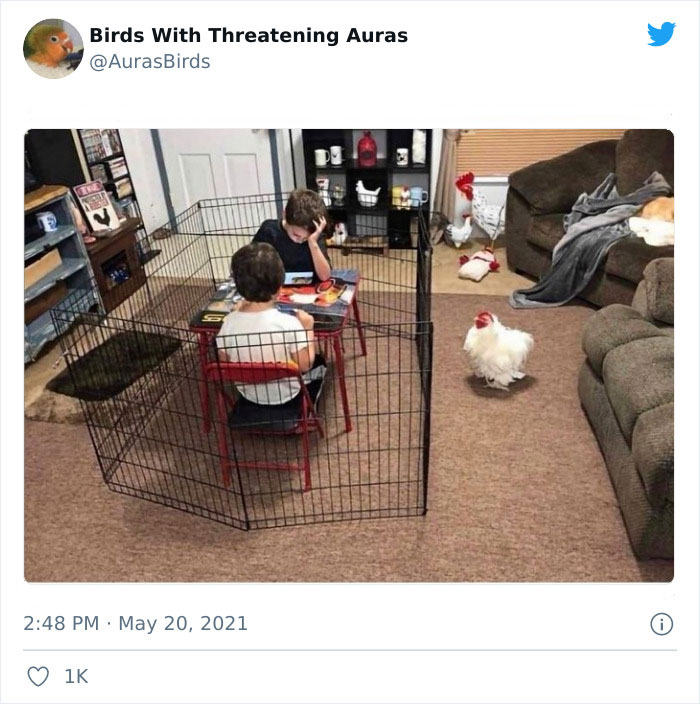 Birds-With-Threatening-Auras