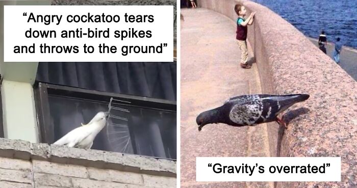 35 ‘Cursed’ Pictures Of Birds Shared By “Birds With Threatening Auras”