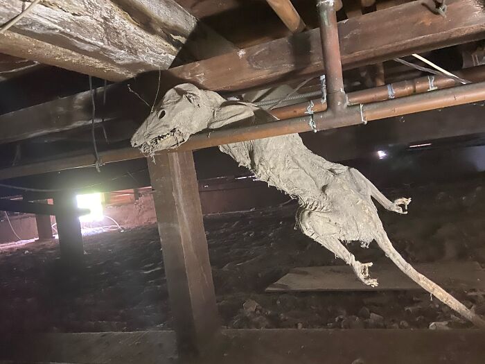 Bizarre-Structural-Inspections-Pics