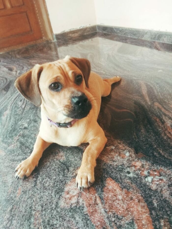 Blaze. Originally Was To Be Named Draco.... But My Mom Said "No More Harry Potter References." So, Named Him Blaze, As In Blaise Zabini...