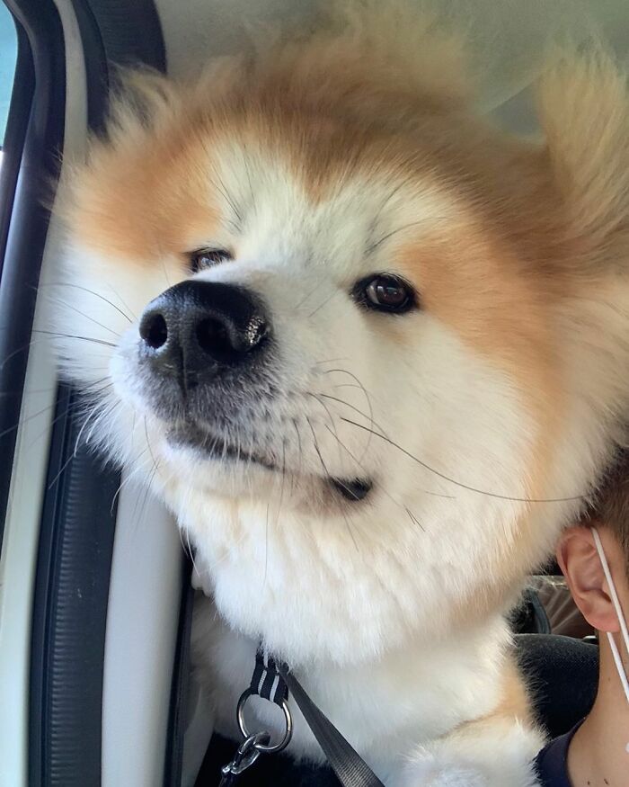 Bob-Akita-Heart-Shaped-Face-Dog