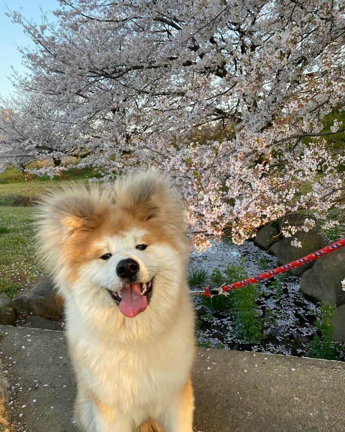 Bob-Akita-Heart-Shaped-Face-Dog