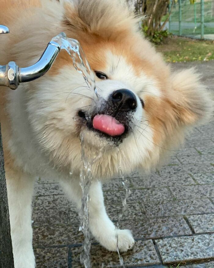 Bob-Akita-Heart-Shaped-Face-Dog