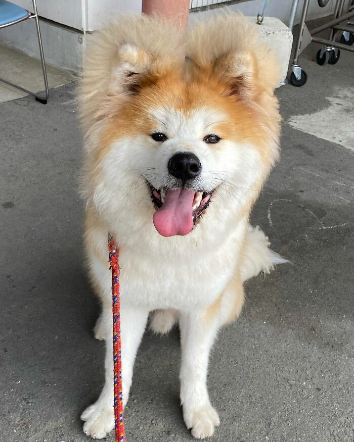 Bob-Akita-Heart-Shaped-Face-Dog