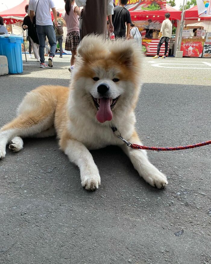 Bob-Akita-Heart-Shaped-Face-Dog