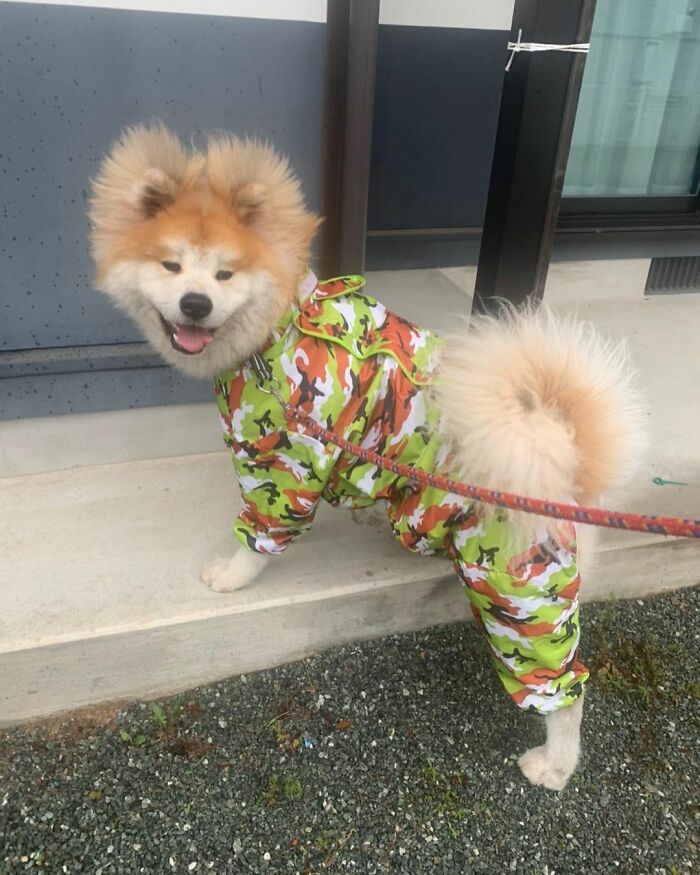 Bob-Akita-Heart-Shaped-Face-Dog