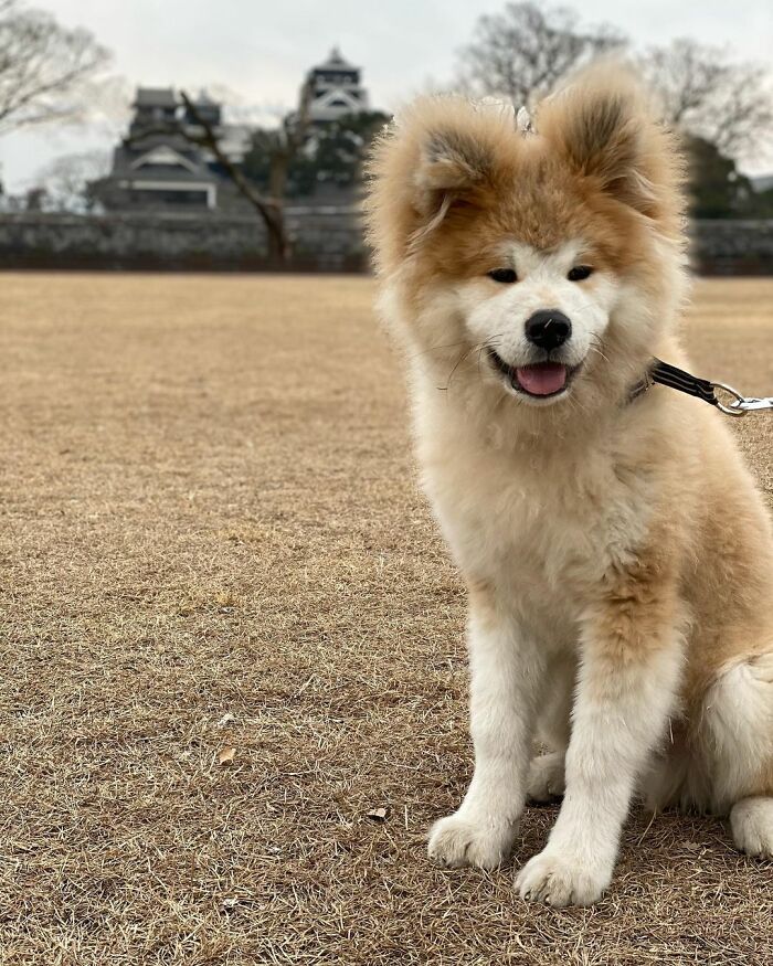 Bob-Akita-Heart-Shaped-Face-Dog