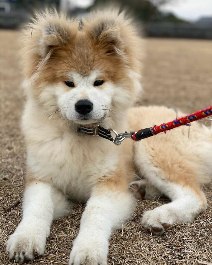 Bob-Akita-Heart-Shaped-Face-Dog