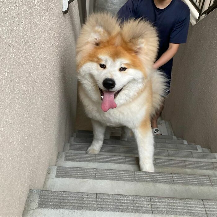 Bob-Akita-Heart-Shaped-Face-Dog