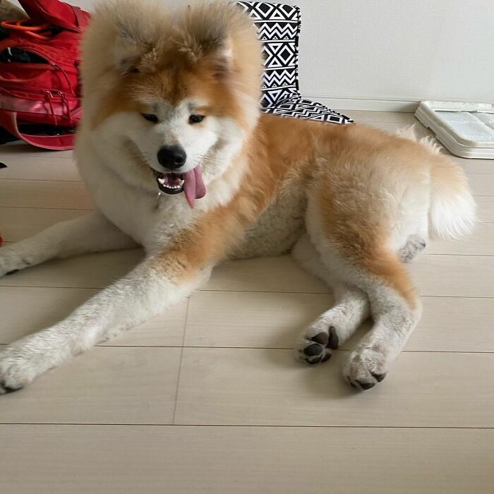 Bob-Akita-Heart-Shaped-Face-Dog
