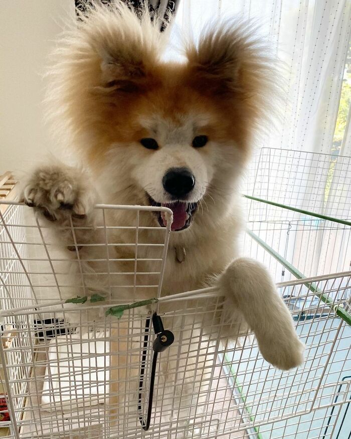 Bob-Akita-Heart-Shaped-Face-Dog