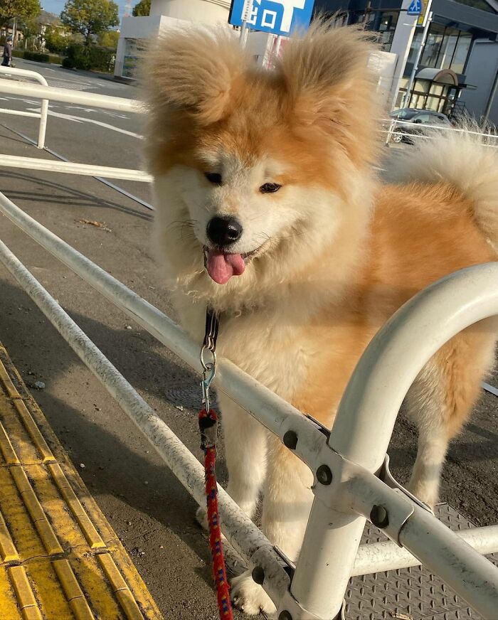 Bob-Akita-Heart-Shaped-Face-Dog