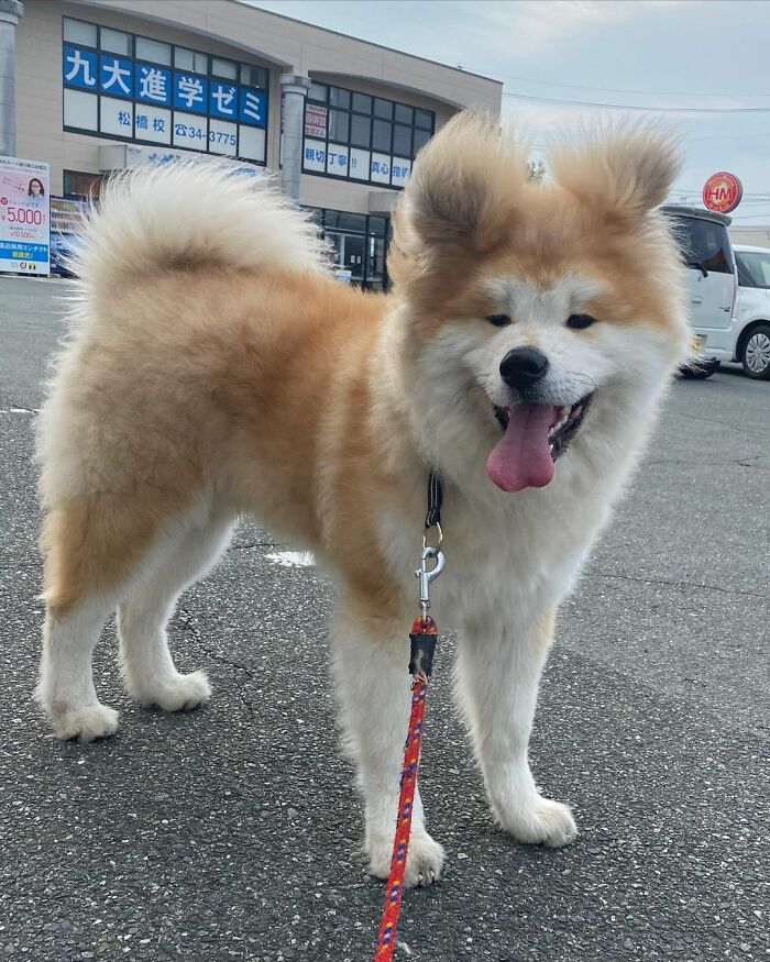 Bob-Akita-Heart-Shaped-Face-Dog
