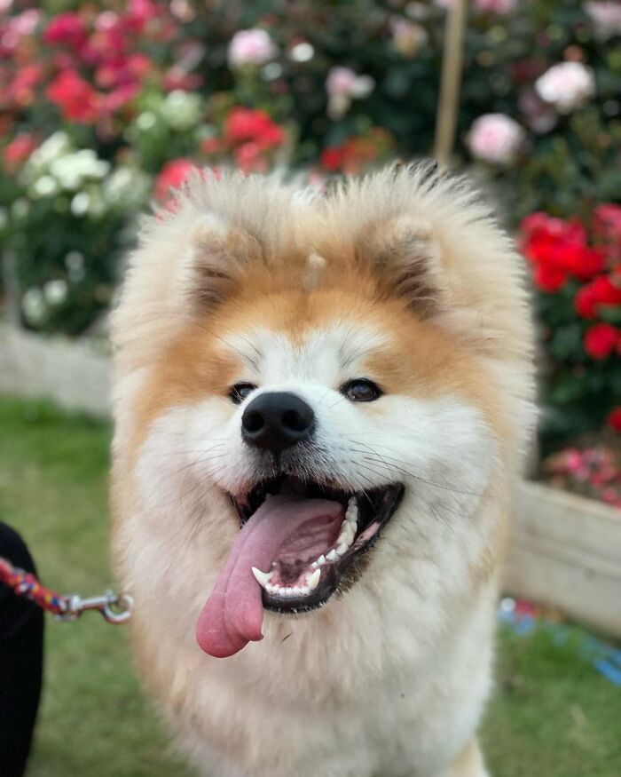 Bob-Akita-Heart-Shaped-Face-Dog