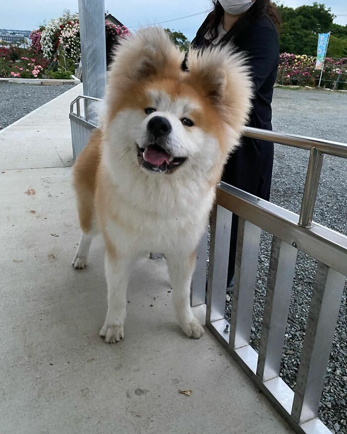 Bob-Akita-Heart-Shaped-Face-Dog