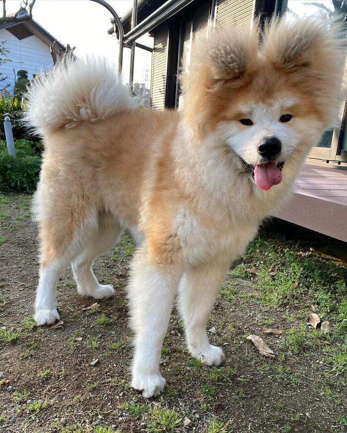 Bob-Akita-Heart-Shaped-Face-Dog