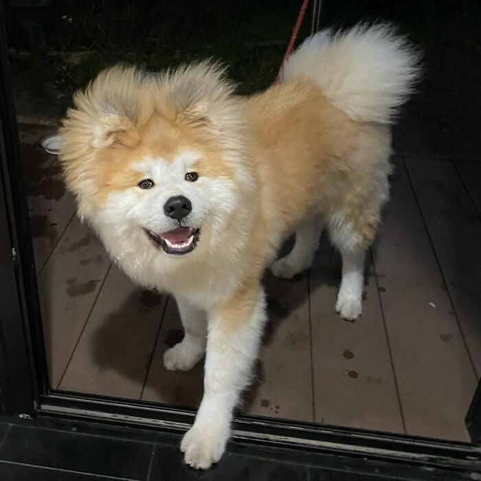 Bob-Akita-Heart-Shaped-Face-Dog