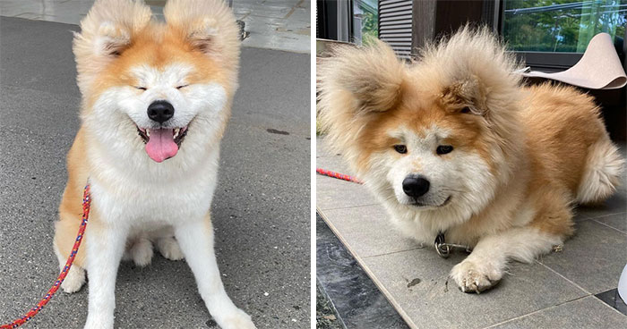 30 Pics Capturing This Adorable Akita Named Bob Who Has A Unique Heart-Shaped Face