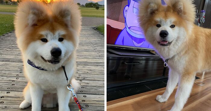 30 Pics Capturing This Adorable Akita Named Bob Who Has A Unique Heart-Shaped Face