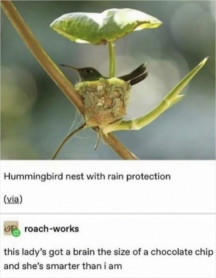 A Brain The Size Of A Chocolate Chip