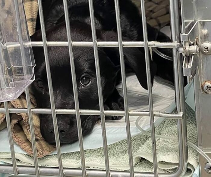 Selfless Boy Sells His Pokemon Cards Just To Save His Beloved Puppy Friend