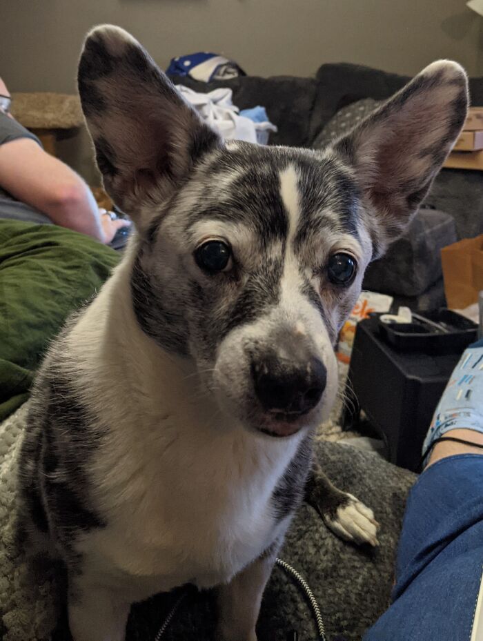 This Is Athena. She Wants Some Of My Apple. I Swear There's A Tear Streaming Down Her Face...