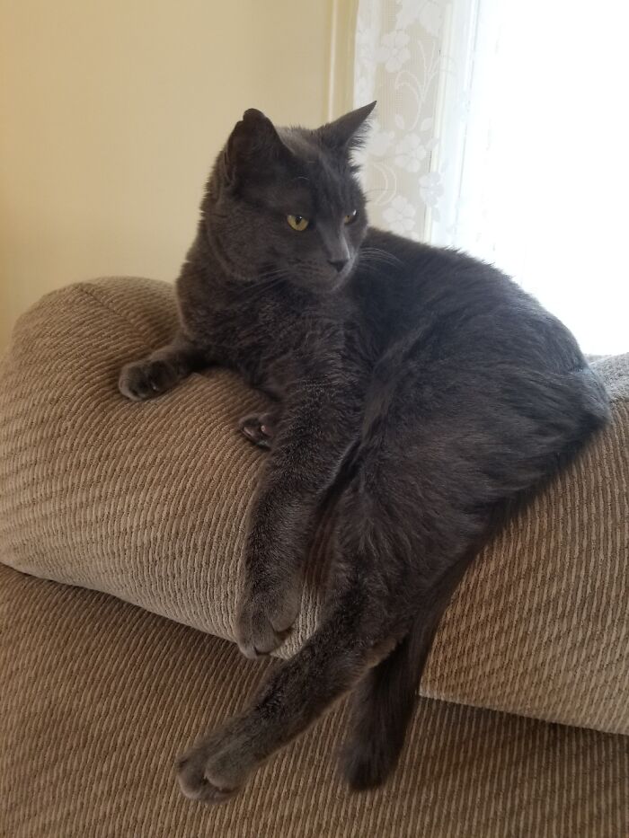 She Showed Up Under The Porch - Just A Random Lost Cat. Four Years Later, My Cherished Random.