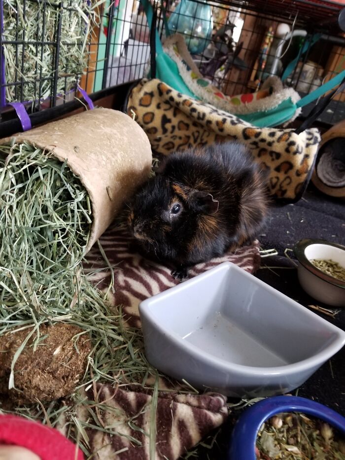 Richard Parker, Named After Richard Parker From Life Of Pi