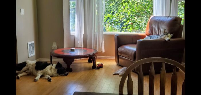 Big Bay Window Looking Out At Pnw & Pups For Company