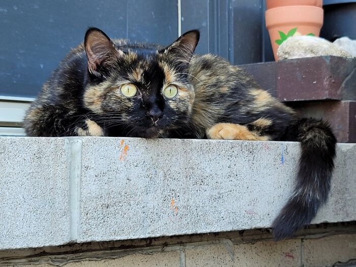 Morada Means Home In Spanish And She Came With The Name When I Adopted Her. Home Is Where The ❤