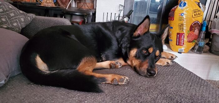 His Name Is Brewster Wu Higley After The Man Who Wrote Home On The Range, Dr. Brewster Higley,