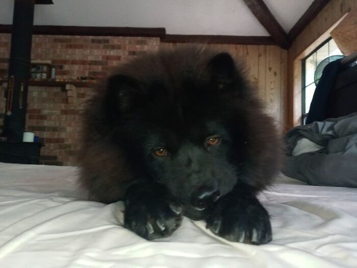 Mishka Russian For Little Bear