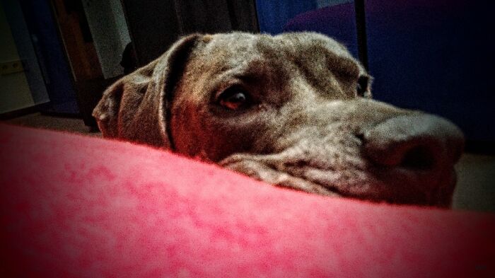 Samkito. A Double Name For Two Races: Great Dane & Weimaraner