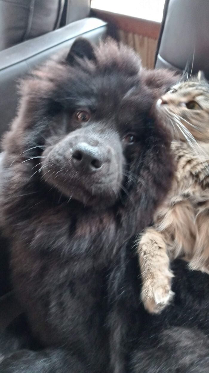 Miska And Cloud They Are Bffs