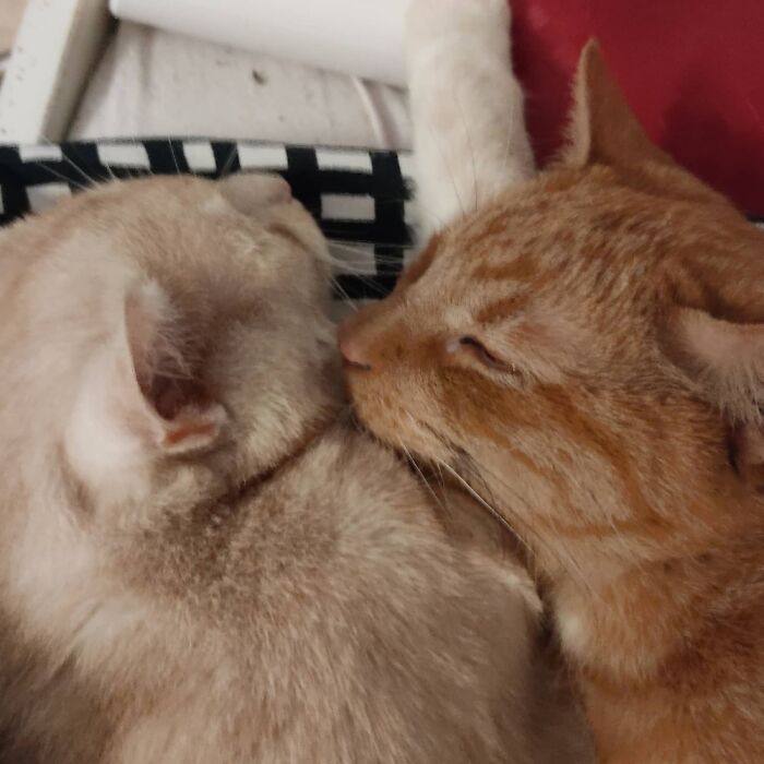 Emil And Erik.. Emil, One Old German Name And Erik, The Red-Haired Viking