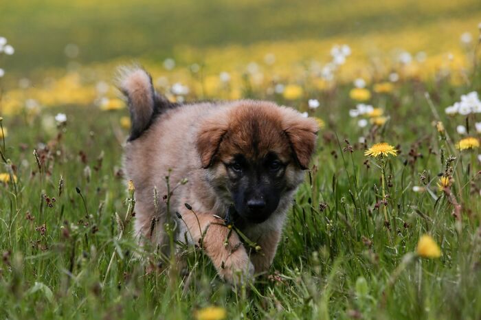 Enzo Named Adter Enzo Ferrari